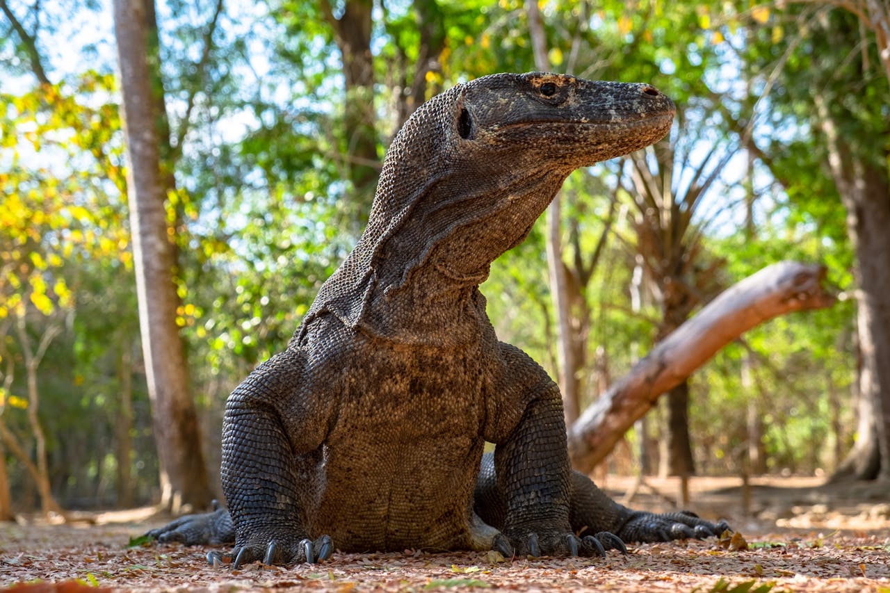 Tour a la isla de Komodo desde Labuan Bajo: una guía de viaje completa